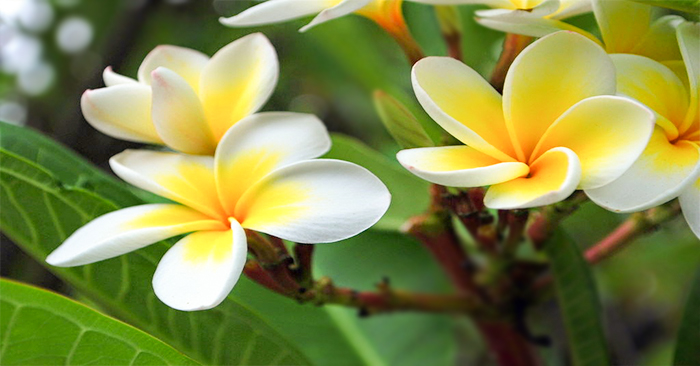 Hoa sứ cũng nên tránh đặt bàn thờ