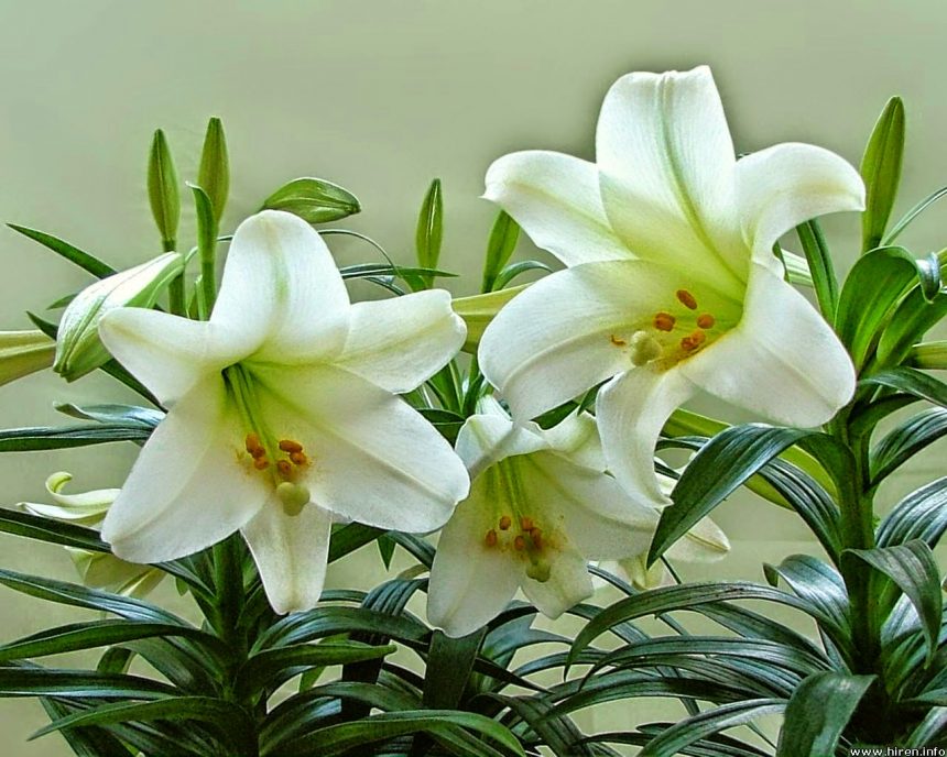 Không nên cắm hoa ly trên bàn thờ