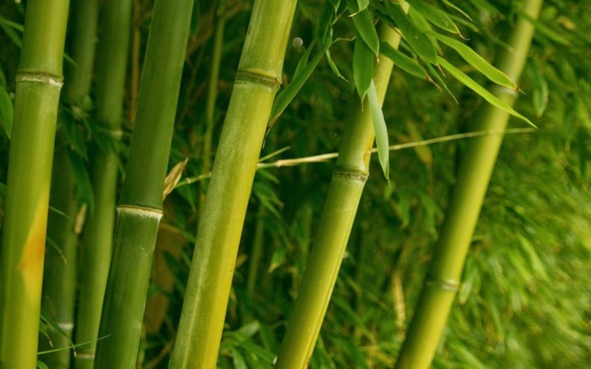 Cây tre - biểu tượng của sức sống mạnh mẽ, bền bỉ, dẻo dai
