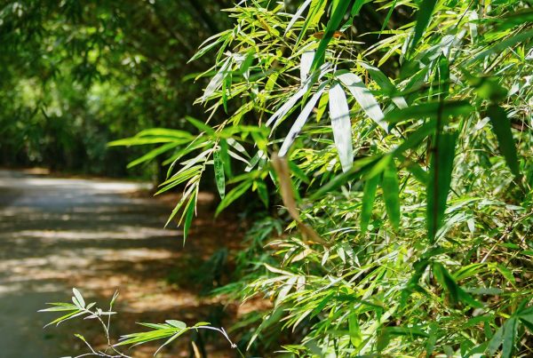 ĐƯỜNG THIÊN THAI – MỘT LỐI ĐI, MỘT KHOẢNG AN YÊN