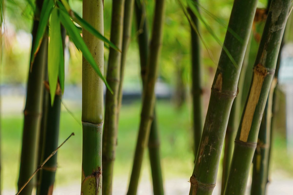 Những thân tre trưởng thành tại Hoa viên Nghĩa trang Bình Dương
